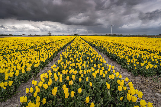 Sonja Ivancsics - HollandTulips