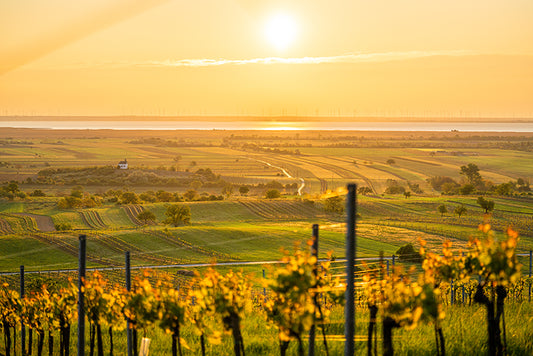 Birgit Machtinger - Felder im Burgenland