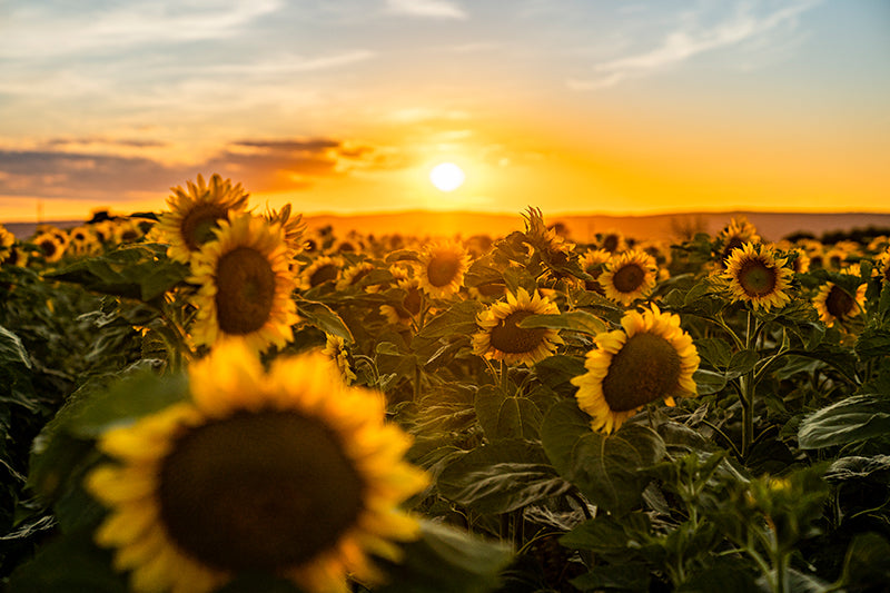 Birgit Machtinger - Sonnenblumenfeld mit Sonnenaufgang