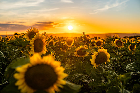 Birgit Machtinger - Sonnenblumenfeld mit Sonnenaufgang