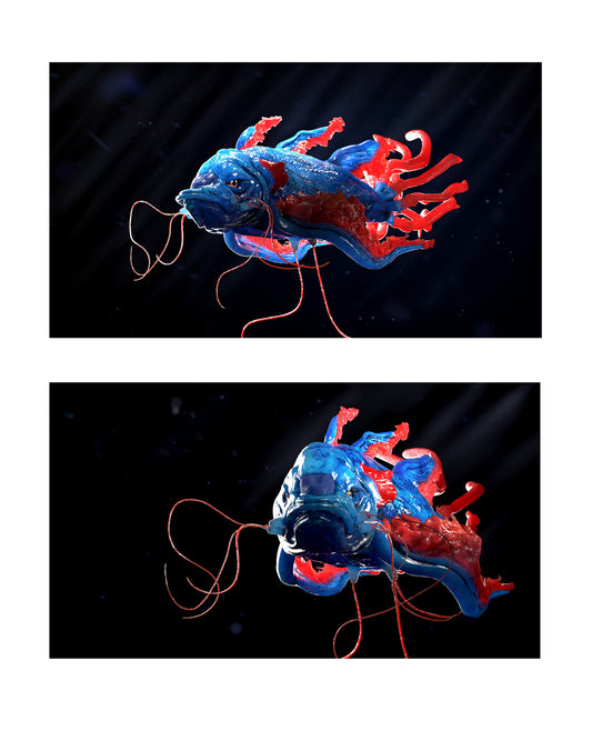 Marie-Christin Aufinger - Koilly-fish